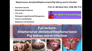 Stephanurus dentatus infection Cause morphology life cycle pathogenesis diagnosis and treatment [upl. by Joete]