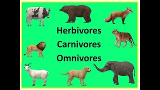 ConsumersHerbivorescarnivores omnivores Time to study2012 [upl. by Nohs]