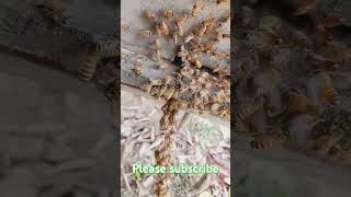 Best honey bee farming in Bangladesh organichoney beekeeping honey beehive beehome [upl. by Waverly546]