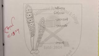 Ulothrix এর স্লাইড পর্যবেক্ষণের চিত্র ও লেখা ll HSC Biology Practical [upl. by Ines]