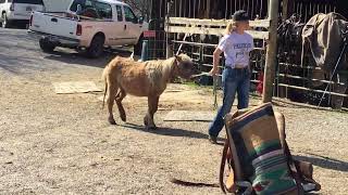 Sold 19 1213yr old mare pony 38in [upl. by Donovan]