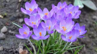 Wunderschöne Krokussen  vorboten des Früling in Düsseldorf Crocuses are harbingers of Spring [upl. by Eeruhs233]