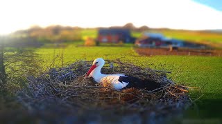 Storchennest am Menkebach [upl. by Roti]