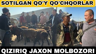 SURXONDARYO QIZIRIQ JAXON MOLBOZORI SOTILGAN QOY QOCHQOR ECHKI ULOQ NARXLARI 20102024 [upl. by Ydac]