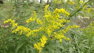 Canadian Goldenrod Garden hero or garden thug [upl. by Lanor]