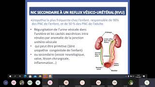 EI  Nephro  Néphropathie interstitielle chronique [upl. by Nennarb]