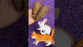 Mouse cat rabbit animals [upl. by Marka]