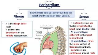 Mediastinal Divisions with Anatomy of Pericardium  Dr Ahmed Farid [upl. by Oirasan833]