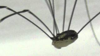 Its not a Spider  Its a Harvestman  very very long legs [upl. by Einaffit]