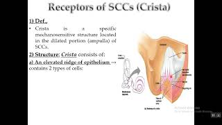 Physiology of Vestibular apparatus [upl. by Maria]