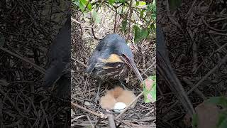 wildlife reviewbirdnest birdhome birds birdnest animals amazingnest birdshelter nature [upl. by Anastasio]