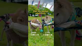 Doge Meme Shiba Inu Kabosu Passes Away at 18 dogs [upl. by Ahsyia]