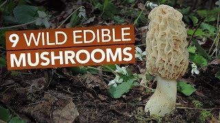 9 Wild Edible Mushrooms You Can Forage This Spring [upl. by Ianej]