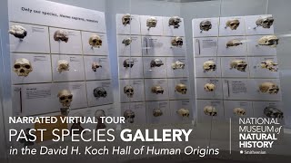 Narrated Virtual Tour David H Koch Hall of Human Origins – Past Species [upl. by Deming743]