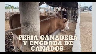 Feria y engorde de ganado vacuno [upl. by Nryhtak]