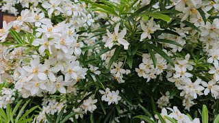 Choisya mexican Orange Bloosom plant care in the UK  silgys Rose Garden Malayalam Garden Uk [upl. by Gnues]