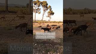 Morning in the vast Provencal plateau shorts goats provence nature [upl. by Purcell]