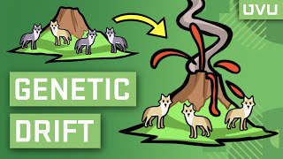 Genetic Drift Explained in Under 2 Minutes [upl. by Nodnol]