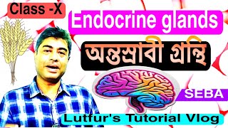 Endocrine system নিয়ে আলোচনা sebaclass10 students story [upl. by Leeland]