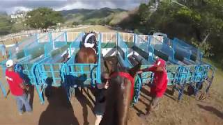 Course hippique du 10 septembre 2017 Galop A Tahiti [upl. by Sessler]