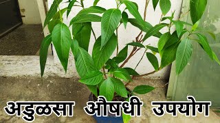 अडुळसा आयुर्वेदिक औषधी फायदे Medicinal Uses Of Adulsa  Adhatoda vasaka Aayurvedic plant benefits [upl. by Cerellia]