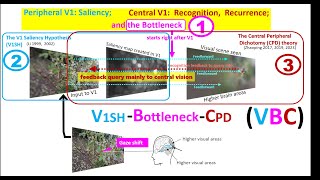 Peripheral V1 Saliency Central V1 Recognition Recurrence and the Bottleneck [upl. by Notniv53]