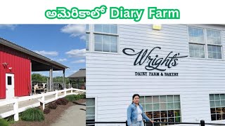 Wright’s Dairy Farm in Rhode Island  Telugu Vlogs from USA [upl. by Anaidiriv]