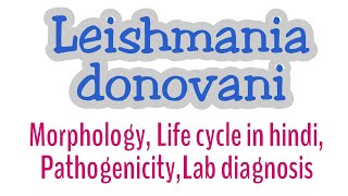 Leishmania donovani Morphology Life cycle in hindi PathogenicityLab diagnosis [upl. by Trauts618]