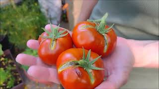 Tomato Tester Dwarf Tasmanian ChocolateDusky Rich [upl. by Oigolue138]