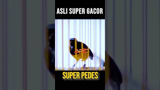 ASLI MURAI BATU SUPER GACOR [upl. by Thinia]