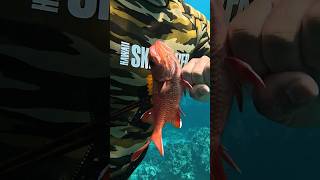 Full documentary “Art of Gyotaku documentary gyotaku spearfishing fishing hawaii fishprint [upl. by Ylro]