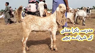 Madrasa Bakra Mandi update  makhi chena bacche 13 Jul 2024  gillani goat farm [upl. by Henrique810]