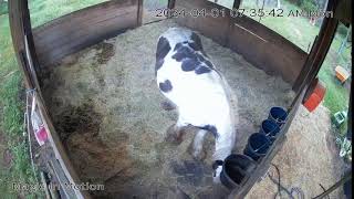 Magic In Motion Gypsy Vanners Foaling Cam [upl. by Euphemiah]