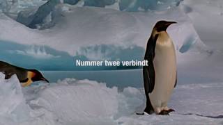 Pinguinfilmpje Juni 2014 [upl. by Lynnworth]