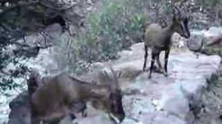 CRETE CHANIA SAMARIA GORGE GOAT [upl. by Valente]