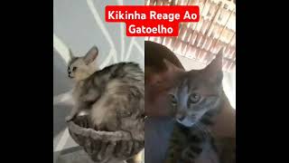 tentenaorir Kikinha Reagindo Ao Gatorlho [upl. by Galen]