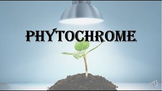 Phytochrome  various responses structure interconvertible forms and its functions [upl. by Anelah323]