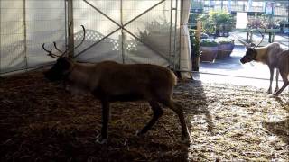 Reindeer at Whitehall Garden Centre Bristol [upl. by Eibot817]