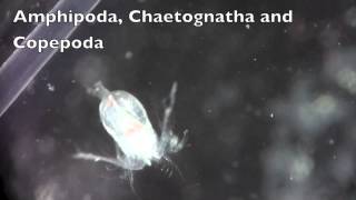 Amphipoda Chaetognatha and Copepoda [upl. by Asiil]