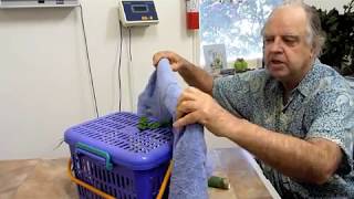 Bird Care Galah Percy Clenched Foot Paralysis 1 060810 [upl. by Eizzo]