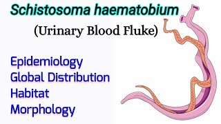 Schistosoma haematobium Epidemiology Distribution Habitat Morphology  Urinary Blood Fluke [upl. by Udenihc]