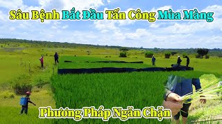 Linh Philip  Sâu Bệnh Bắt Đầu Tấn Công Những Ruộng Lúa Tại Việt Phi Farm [upl. by Jeanna569]