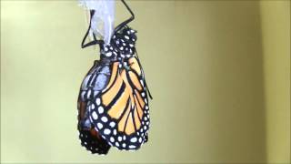 Monarchs  Start to Finish [upl. by Sharleen]