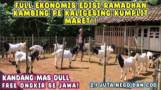 HARGA 21 JUTA FREE ONGKIR SE JAWA JANTAN BER KERANDAH KAMBING PE KALIGESING [upl. by Marras580]