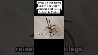 “Brazilian Wandering Spider The Deadly Arachnid That Raises Its Legs to Strike” [upl. by Taka890]