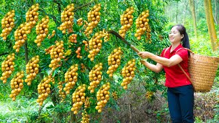 How To Harvest Wampee amp Goes To Market Sell  Harvesting And Cooking  Lý Song Ca [upl. by Notnilk551]