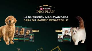 Pro Plan® La nutrición más avanzada para su máximo desarrollo [upl. by Enitsyrhc596]