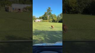 Out for a rip with Copper goldenretriever dog outdoors farm canamdefender sxs sibebyside [upl. by Tesil]