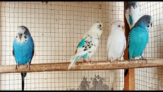 6 Hr Budgies Chirping Talking Singing Parakeets Sounds Reduce Stress  Relax to Nature Bird Sounds [upl. by Eillen365]