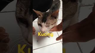 Kucing lagi disayang cat kumpulanfoto kucing [upl. by Eecyal]